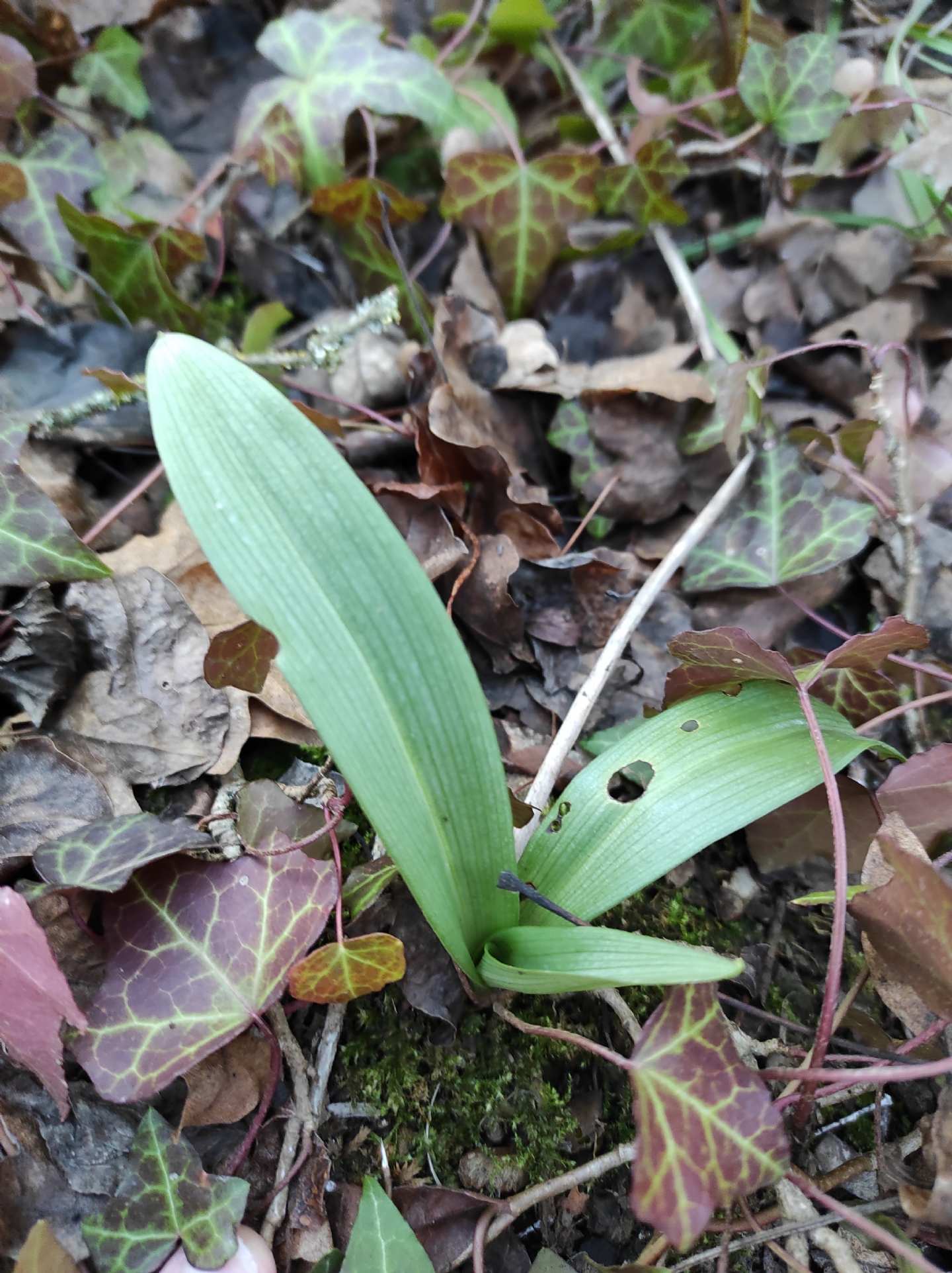 Identificazione rosette basali